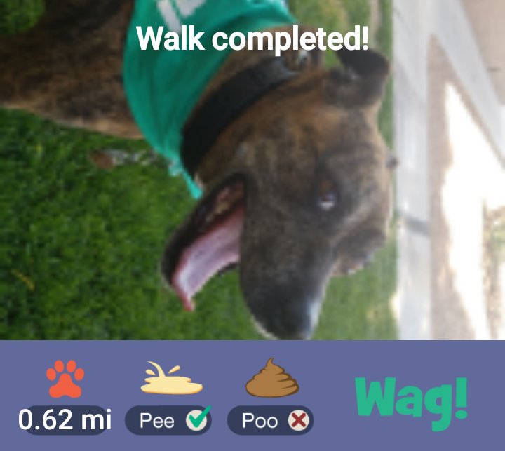 CombatZonePBLV's tweet photo. Just Finished a dog walk on Wag! Use my promo code DEBRA76552 for $50 in FREE Wag! credit! Play store: https://t.co/kRINAaC1RQ https://t.co/Z3XHBTpah2