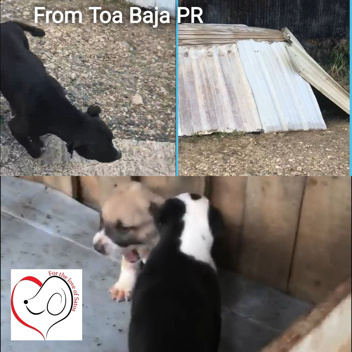 #FortheLoveofSatos Welcome mama Leika🐶 and her 3 pups Pandi,Abby &amp; Bindi.Rescued from a factory,where the Security Guard👮‍♂️ improvised a house,helping her to protect and raise healthy fat babies
#HelpPuertoRicostrays
DONATE
PayPal
Sumergrl61@aol.com
m.facebook.com/story.php?stor…