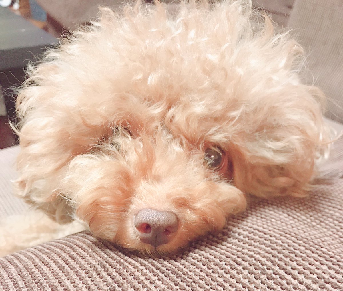 533nico's tweet photo. おはようございますー
お目目きらっきら(⸝⸝⸝ᵒ̴̶̷ ⌑ ᵒ̴̶̷⸝⸝⸝)✨
#犬好きさんと繋がりたい https://t.co/GOflWAXDNZ
