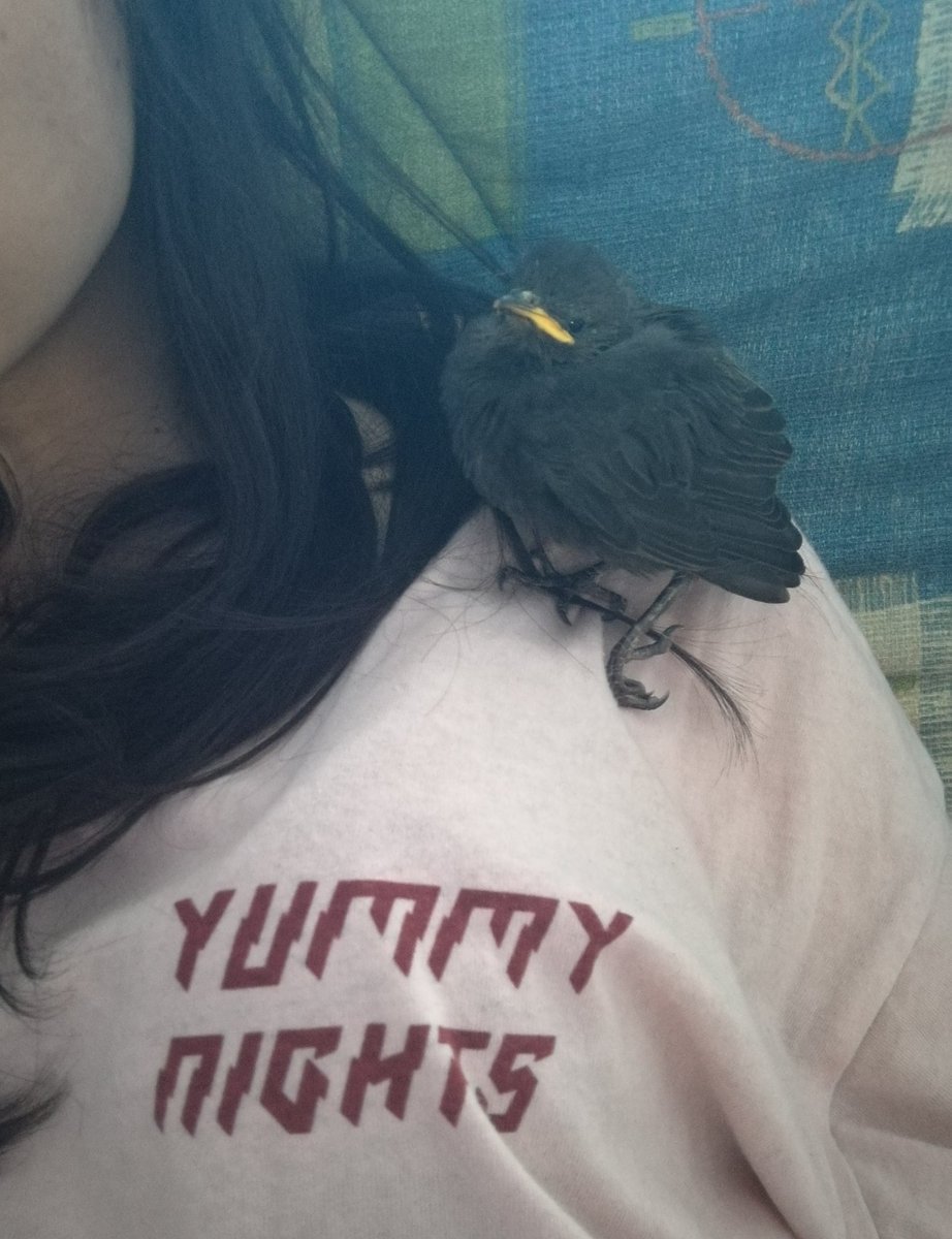 Sputnik The Birb tweet media