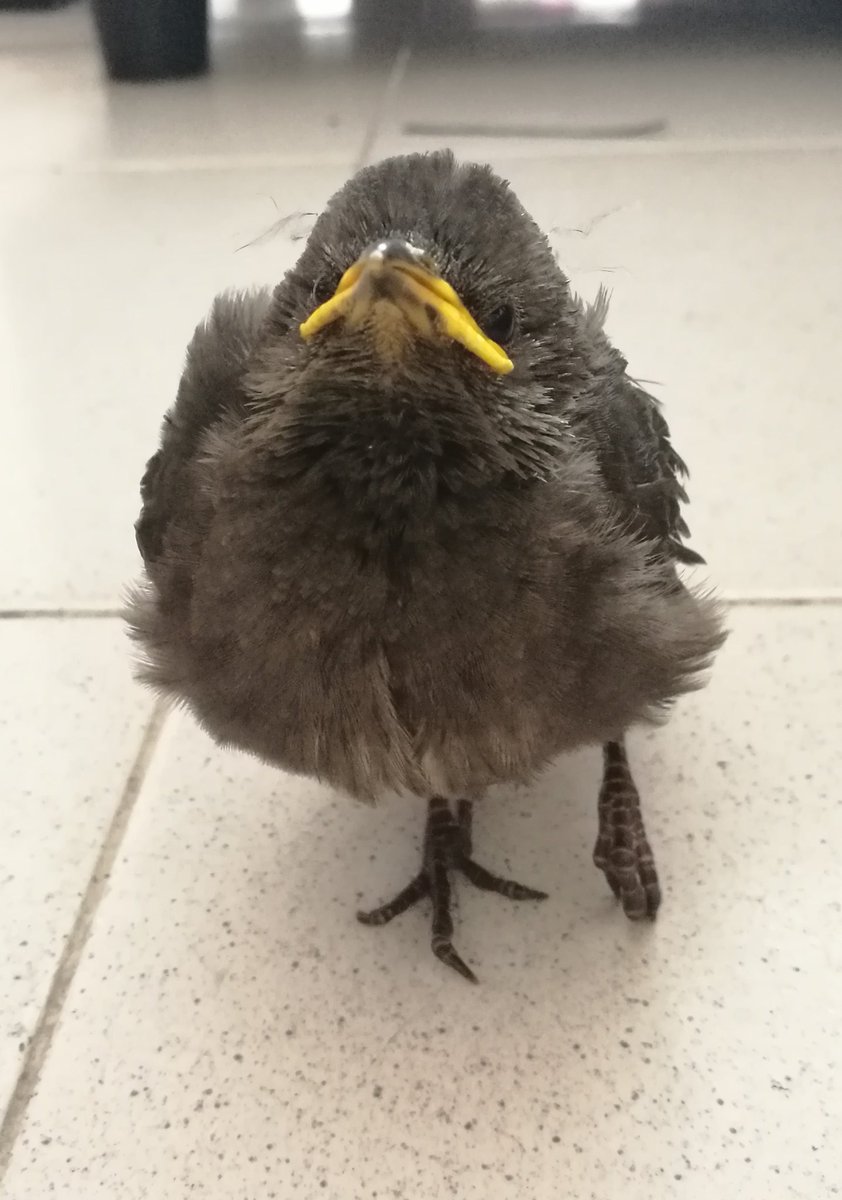 Sputnik The Birb tweet media