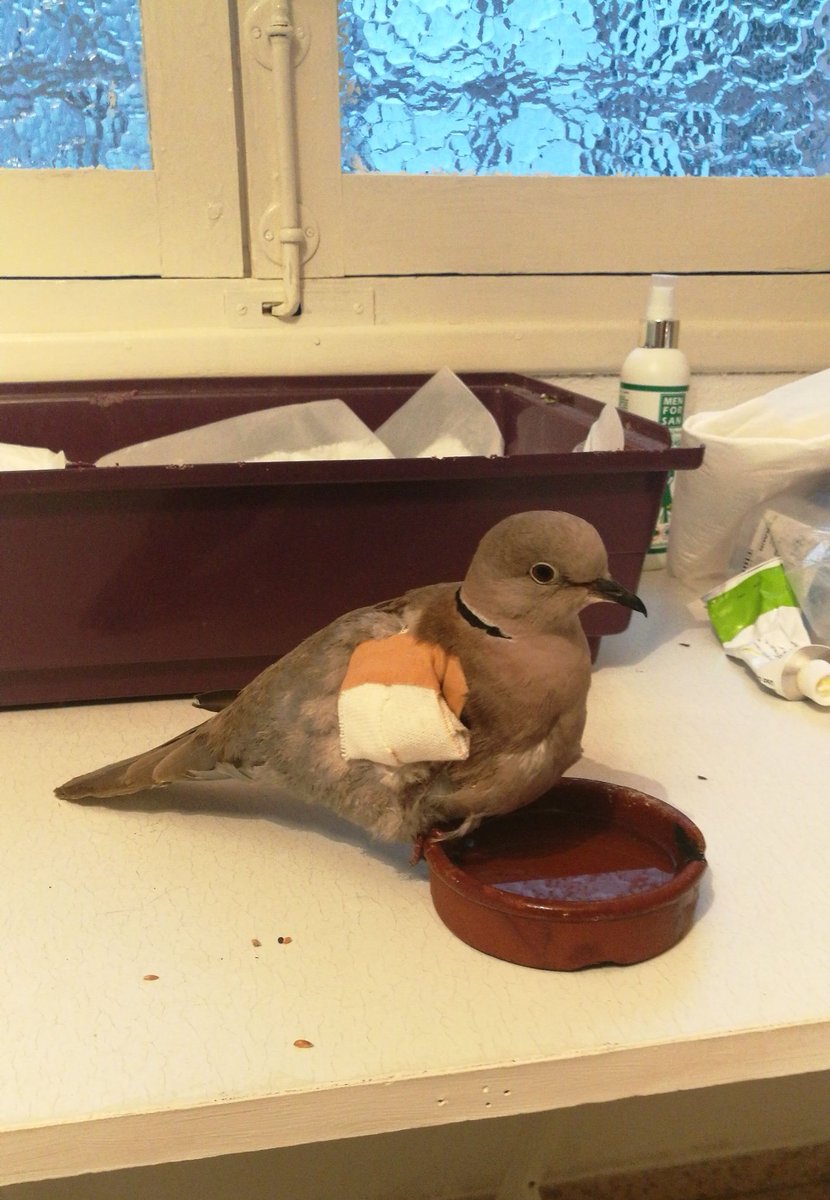 Sputnik The Birb tweet media