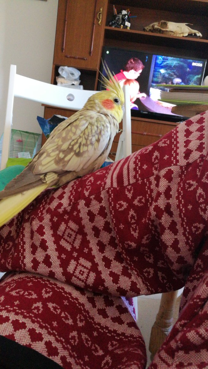 Sputnik The Birb tweet media