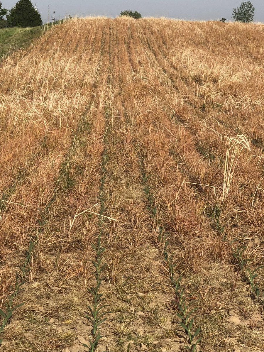 AndrewERobinson's tweet photo. Always nice when I get a picture from a farmer that is happy with their stand on a new hybrid on their farm. #MyYield #Mycogen #Agronomy https://t.co/2fLc0pJEBz