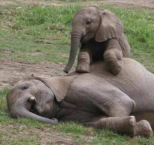 TrendTimeOnline's tweet photo. 😍🐘

#AnnelerGünü https://t.co/fHAFyQZ4rx