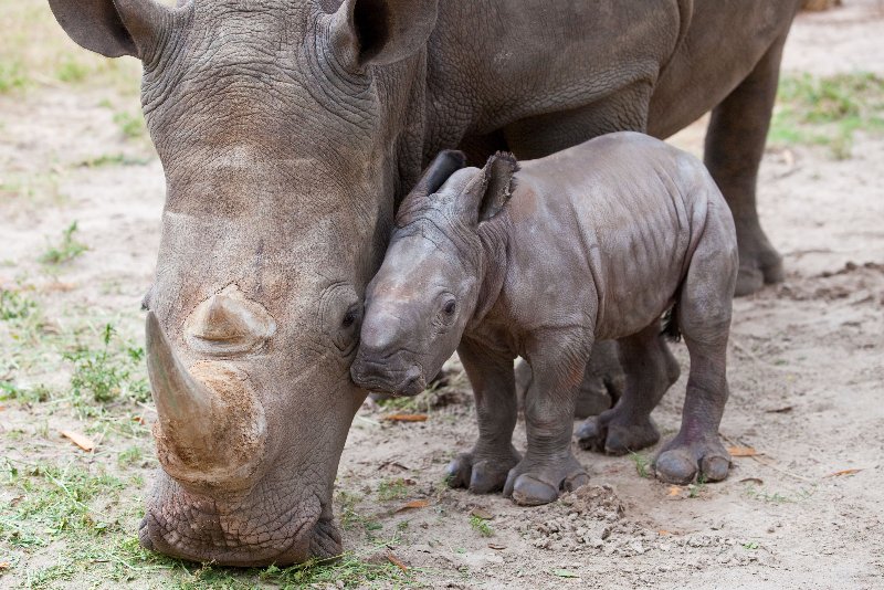 TrendTimeOnline's tweet photo. 😍🦏

#AnnelerGünü https://t.co/HFR1X2a98w
