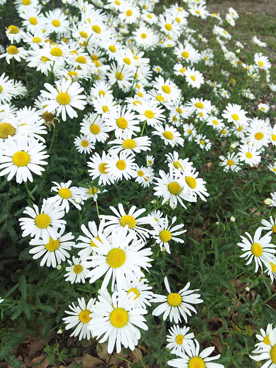 板野カツオ どちらか 浜菊 フランス菊 マーガレットに似た白い花