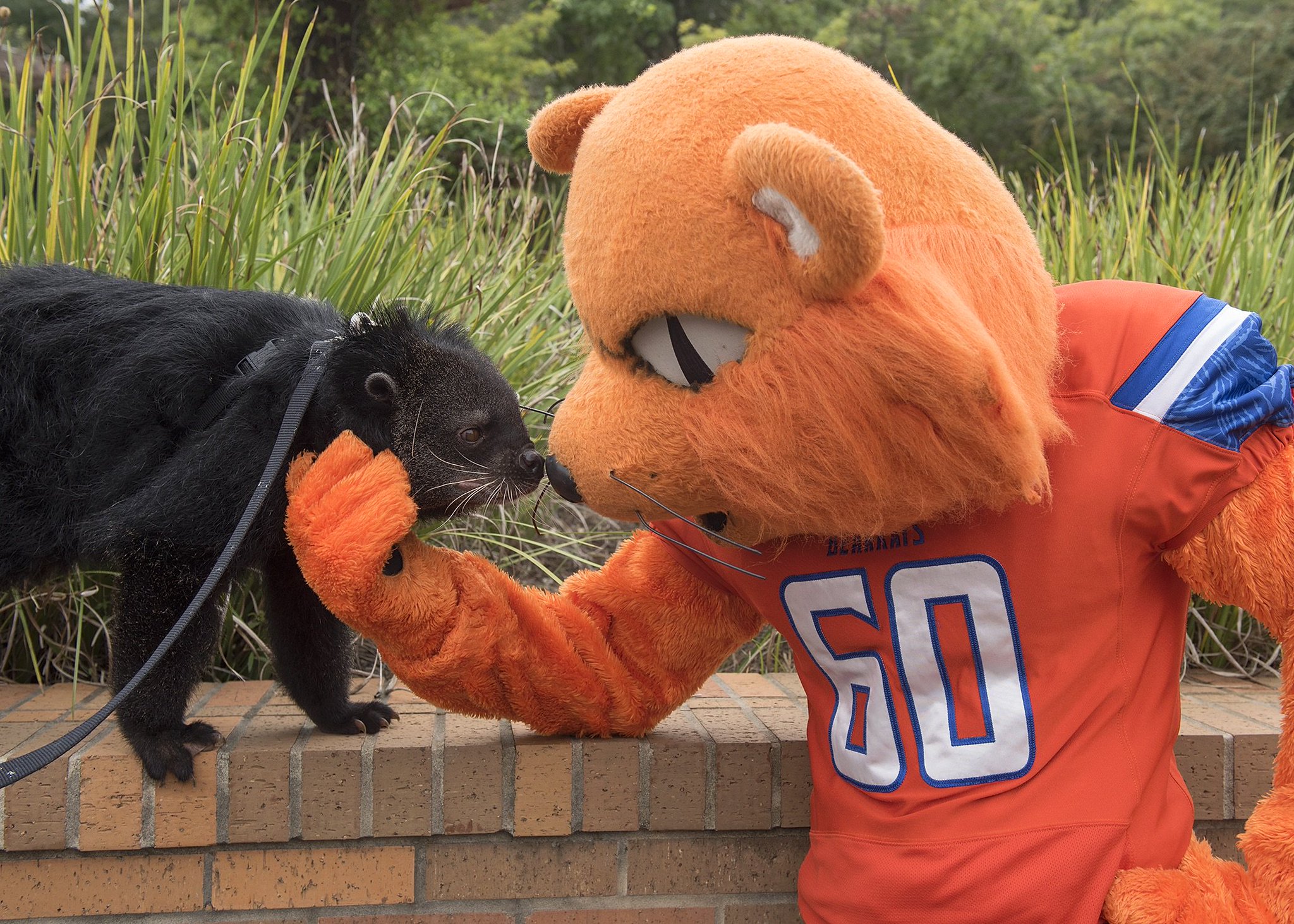 binturong plush