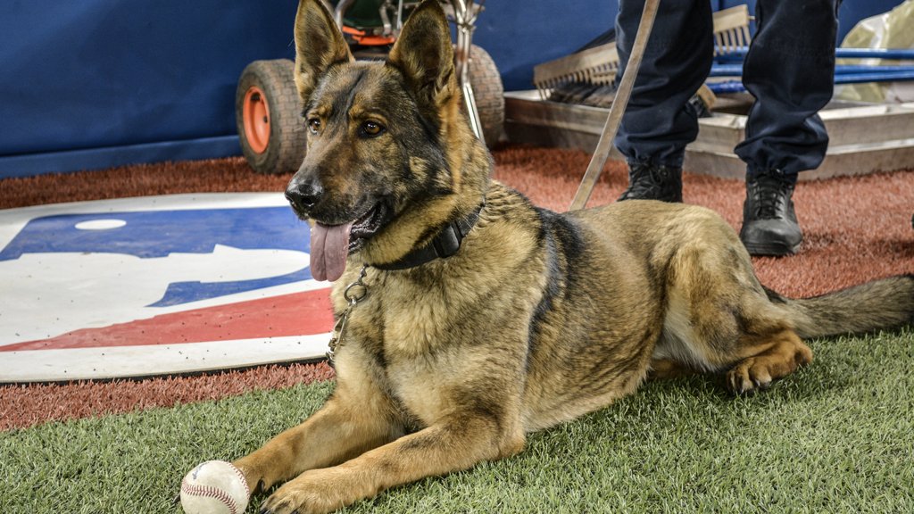 BlueJays's tweet photo. This is Devi and she loves baseballs just as much as we do. ⚾️🐶 https://t.co/JruB62c7Xu
