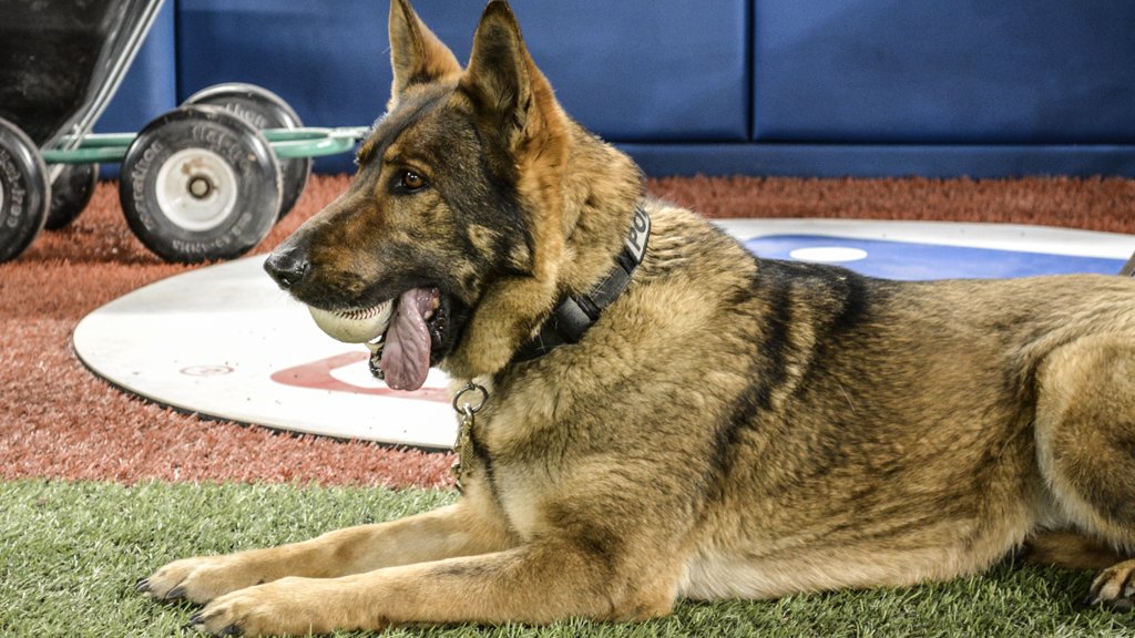 BlueJays's tweet photo. This is Devi and she loves baseballs just as much as we do. ⚾️🐶 https://t.co/JruB62c7Xu