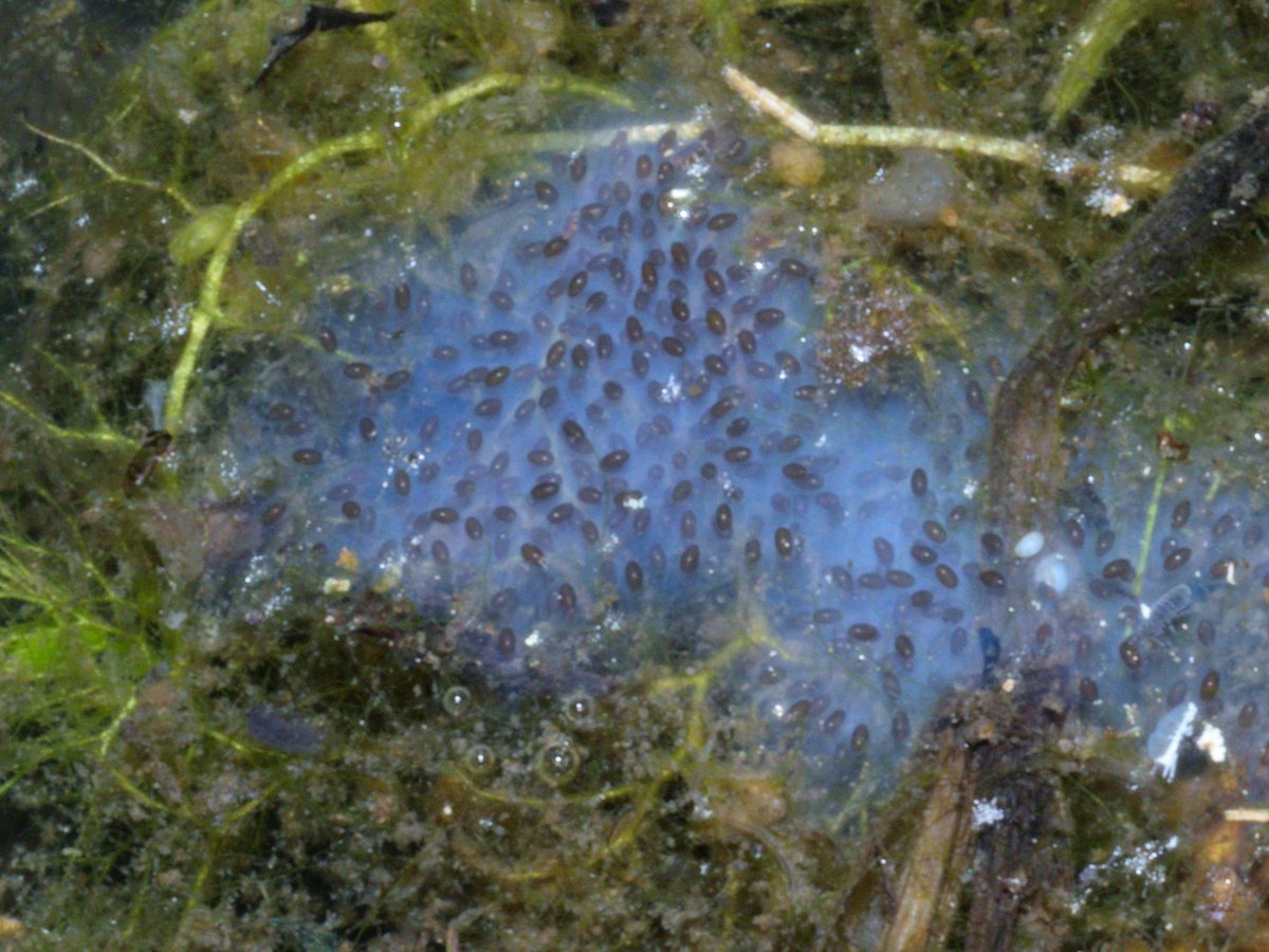SallysForChange's tweet photo. Great Twitterverse: Most of the time when I encounter something in the water I can ID it by asking three questions: 

Can it
A. Be Eaten
B. Eat Me
C. Vote for me

In this case I'm drawing a blank so can the #Biologistsoftwitter please answer #Whatisthis?
Pond in Forsyth Co. NC US https://t.co/dn1tXy7mOu