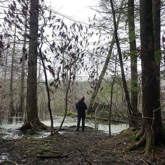 EcoPracticum's tweet photo. This swampy-looking thing right here is really just a forest flooded by one of the largest beaver dams we have ever seen. The dam elevated one part of a lake by almost 6 feet and flooded an area roughly double the size of the original lake. This is exactly why beavers play s… https://t.co/88P8S34EU4
