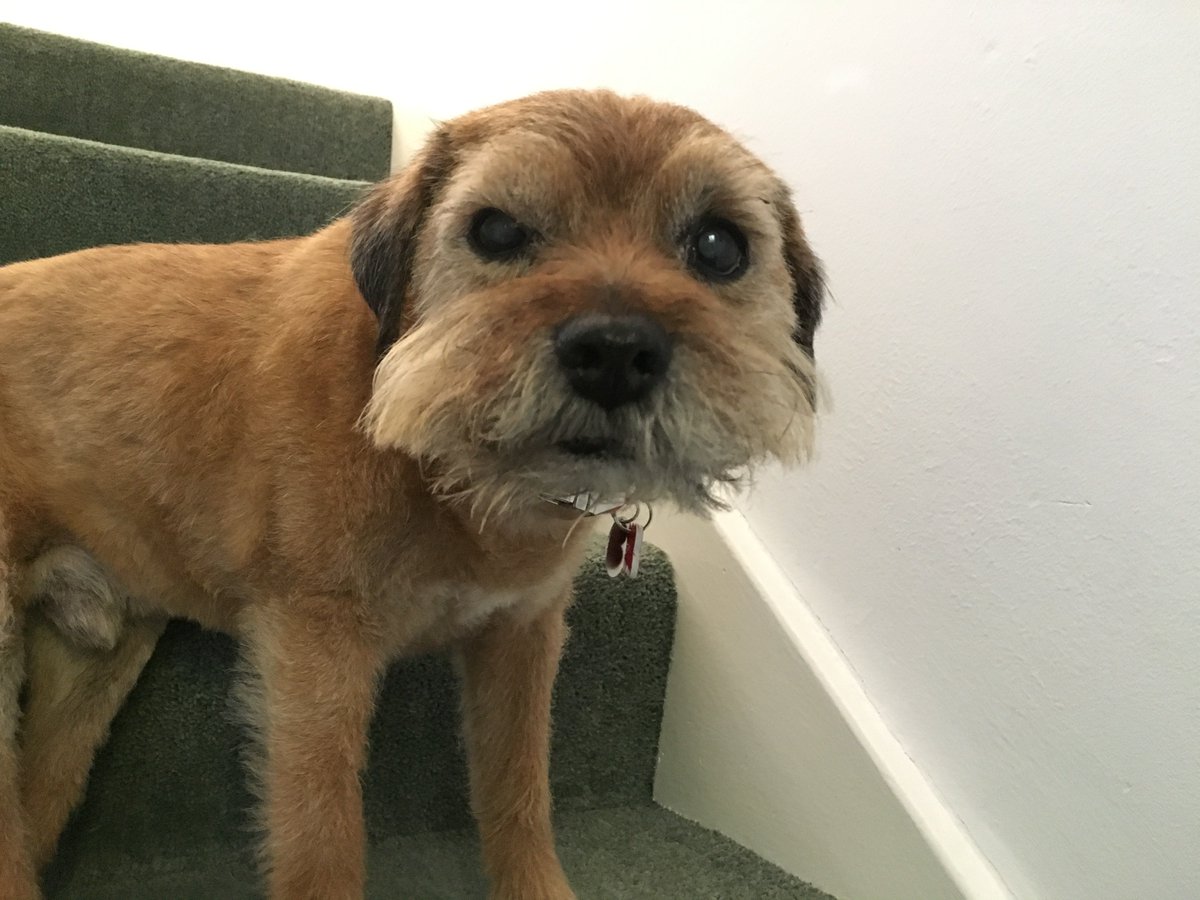 Giulia_Indy's tweet photo. Good night #twitterfriends I shall bid you #goodnight with a lovely pic of my #borderterrierwithattitude #mrindy =>=> https://t.co/tLuLw6OYvm <=<= #livingwithaborderterrier #ilovemyborderterrier #borderterriers #btposse #borderterrierowners https://t.co/YZ45mKV06y