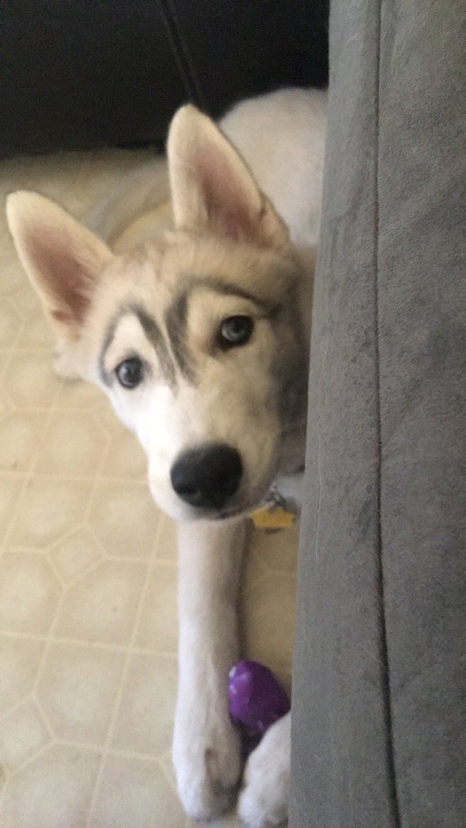 cecyy92_'s tweet photo. Rocky’s brows are on fleek!! 😂🤣🐕 #niceeyebrows #brows #onfleek https://t.co/NH9DaALPcX