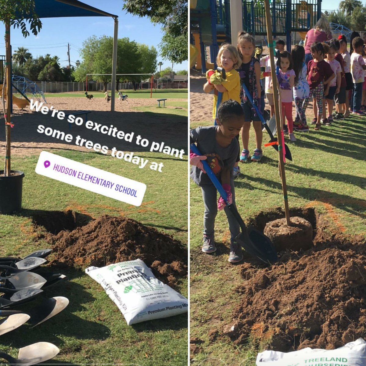 TreesMatterAZ's tweet photo. We had the pleasure of planting 13 trees with hundreds of students today! Thanks to Hudson Elementary PTA and staff, @TempeElementary, @PhoenixToolBank, Treeland Nurseries, and everyone else that made today so much fun!
#Trees4Schools #Tempe #MoreTreesPlease https://t.co/13thzqmemO