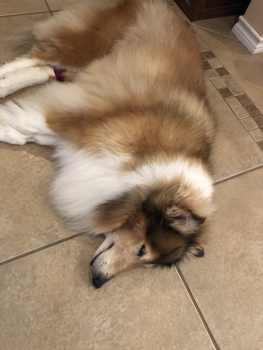 ABC_Fan's tweet photo. This is Texas A&amp;M Aggies Mascot Reveille VIII. (Retired) https://t.co/noacffPl88