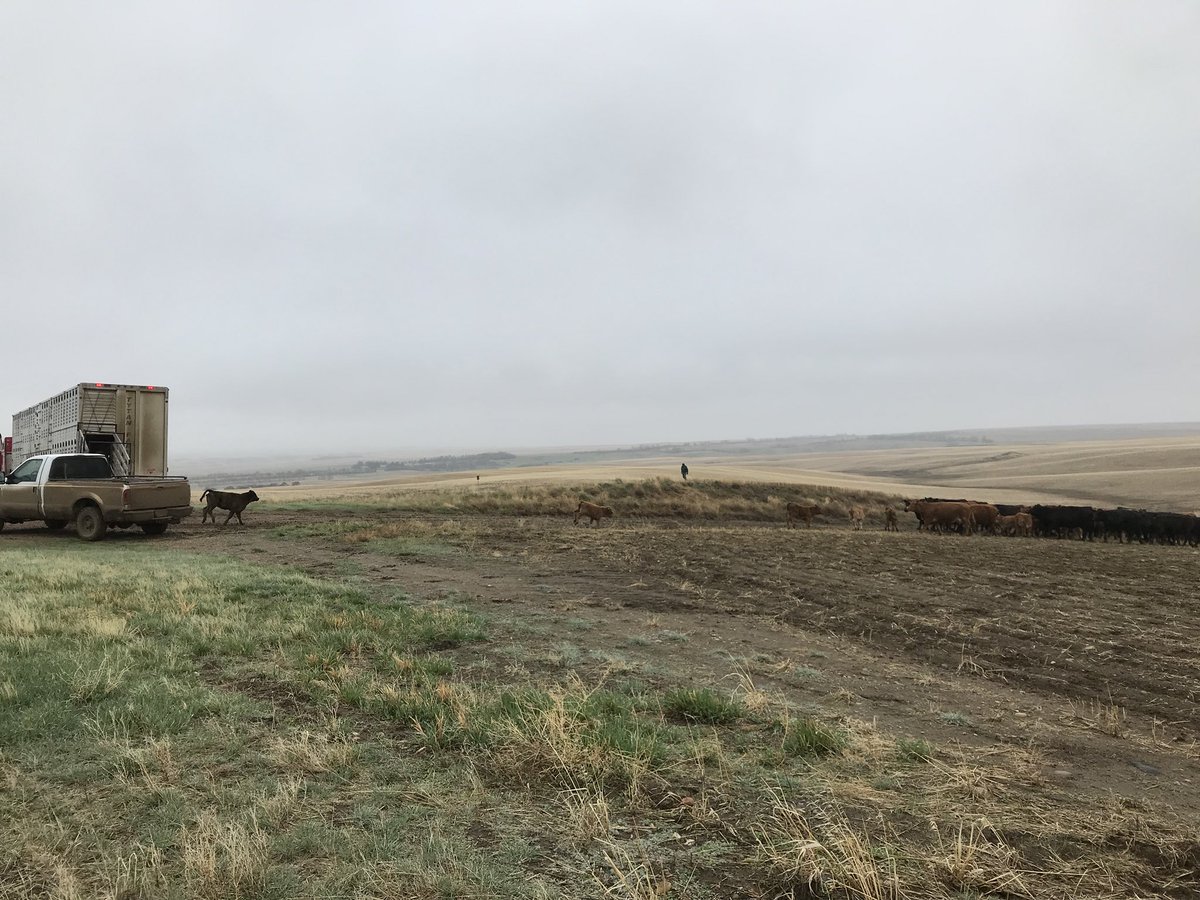 tara_m_davidson's tweet photo. The difference between an ordeal and an adventure is attitude...I think that’s how the saying goes? #roadsidedelivery #pairstopasture #onewayoranother https://t.co/aLG3dPK2dc