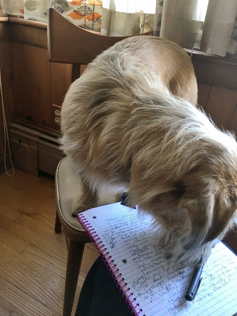 RecklessFancies's tweet photo. He doesn’t like it when I work. https://t.co/dXafgqb35s