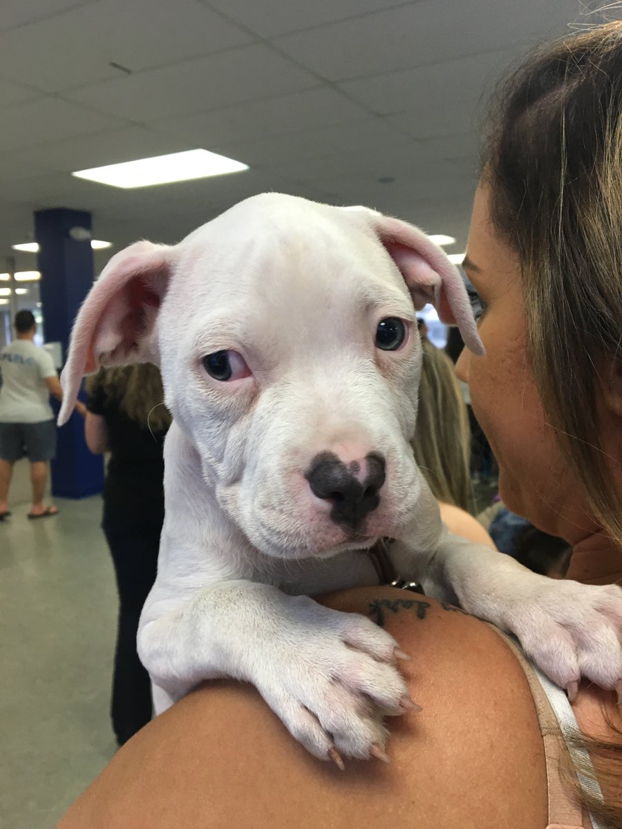 HumaneTampaBay's tweet photo. ...pets 🐾 6 out of the 10 were adopted to happy forever homes 💙 Thank you to BlueGrace for helping us and caring for animals in need!! 🐶🐱 #wearehstb #adoptdontshop #bluegrace #giveback https://t.co/k1FdJK1IUw