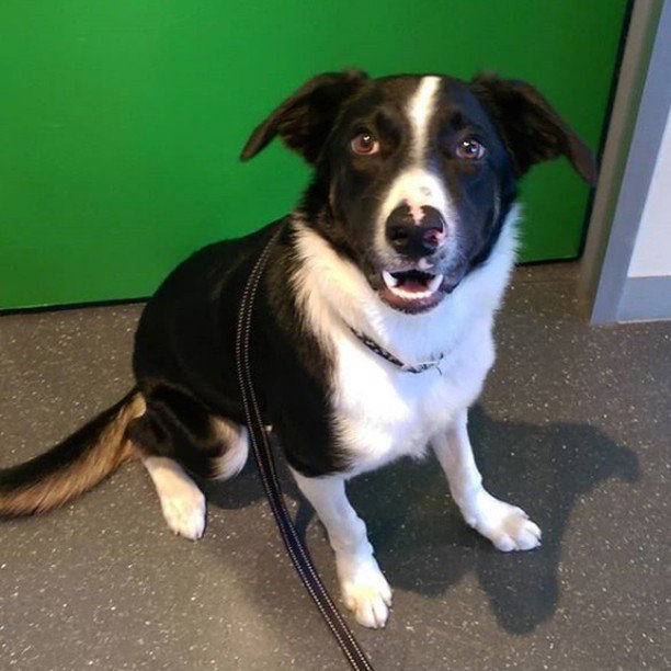 kewforyou's tweet photo. #CANINESOFKEW
Rex striking a pose at @kewvetandcattery
#dogsofinstagram #dogoftheday #puppy #puppyoftheday #bordercolliesofinstagram #bordercolliepuppy #shorthairedbordercollie #kewjunction #kewcattery #kewvetandcattery #kew #hawthorn #alphington #fairf… https://t.co/q6WTsVMXp2 https://t.co/cHc7YnvaFC