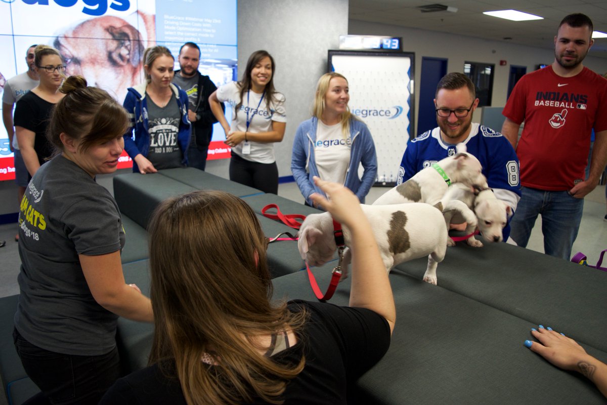 HumaneTampaBay's tweet photo. ...pets 🐾 6 out of the 10 were adopted to happy forever homes 💙 Thank you to BlueGrace for helping us and caring for animals in need!! 🐶🐱 #wearehstb #adoptdontshop #bluegrace #giveback https://t.co/k1FdJK1IUw