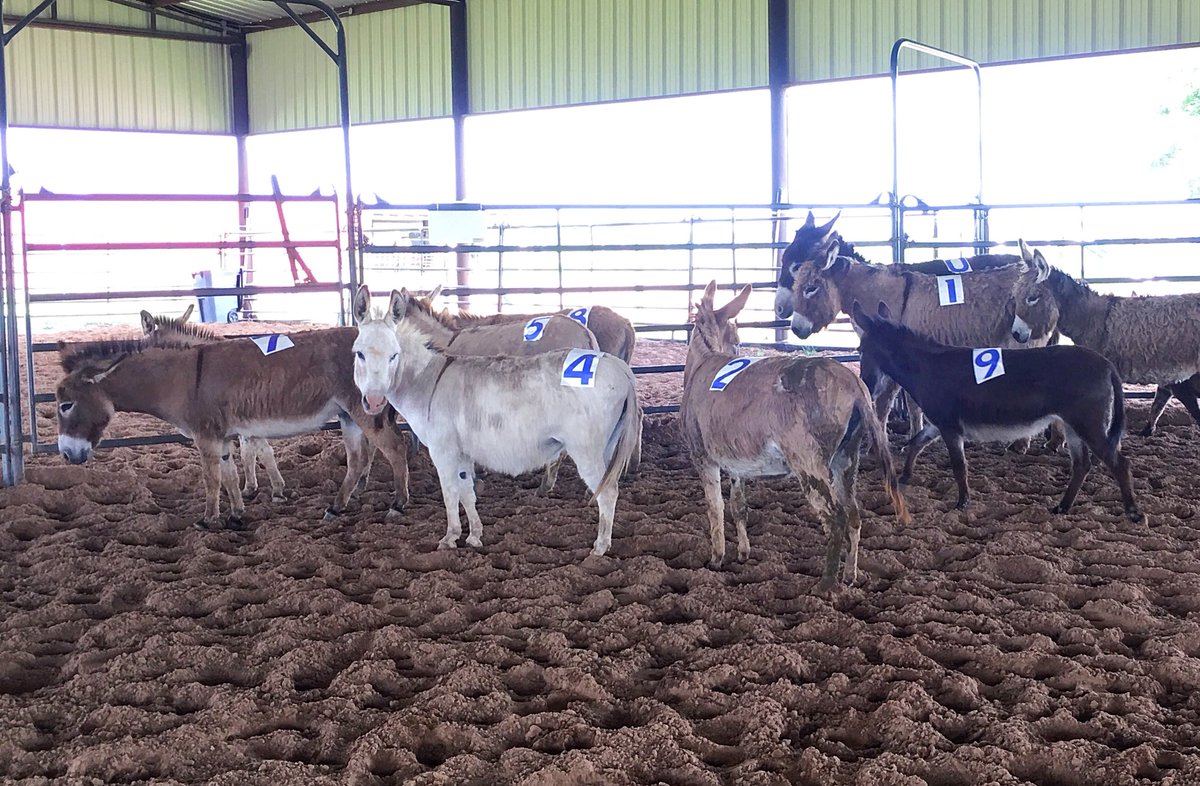 SpaceGirlWendy's tweet photo. Ready for the “Ass Class!” Flags up! #RanchSorting https://t.co/1VHN0HgLQB