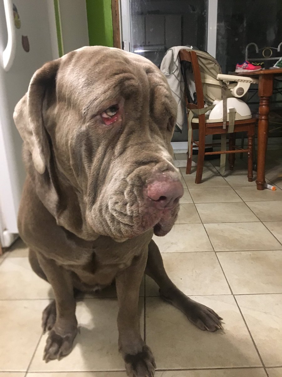 rumbleblu73's tweet photo. She’s doing nothing. But she’s soooo cute!! #neapolitanmastiff #neomastiff #mastiff #mastiffdog #matindenaples #lovemydog https://t.co/7U0KD2Mwc5