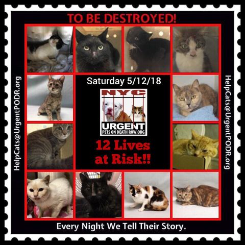Maree71439592's tweet photo. https://t.co/DcNKSrr5A3 
#SOS >12< Sweet Souls #SOS 
Urgently Need YOUR Help!!!
To Be Destroyed 5/12/18
Adopt/FOSTER/Pledge/RT!!!!!
Killing starts at12PM EST #NYC 
Fostering is FREE/Vet Bills Paid<
https://t.co/o5EmcPPUk8 
https://t.co/fwZv6f6871 
https://t.co/dPmfwhdWJ3 https://t.co/E1O0hGQTka