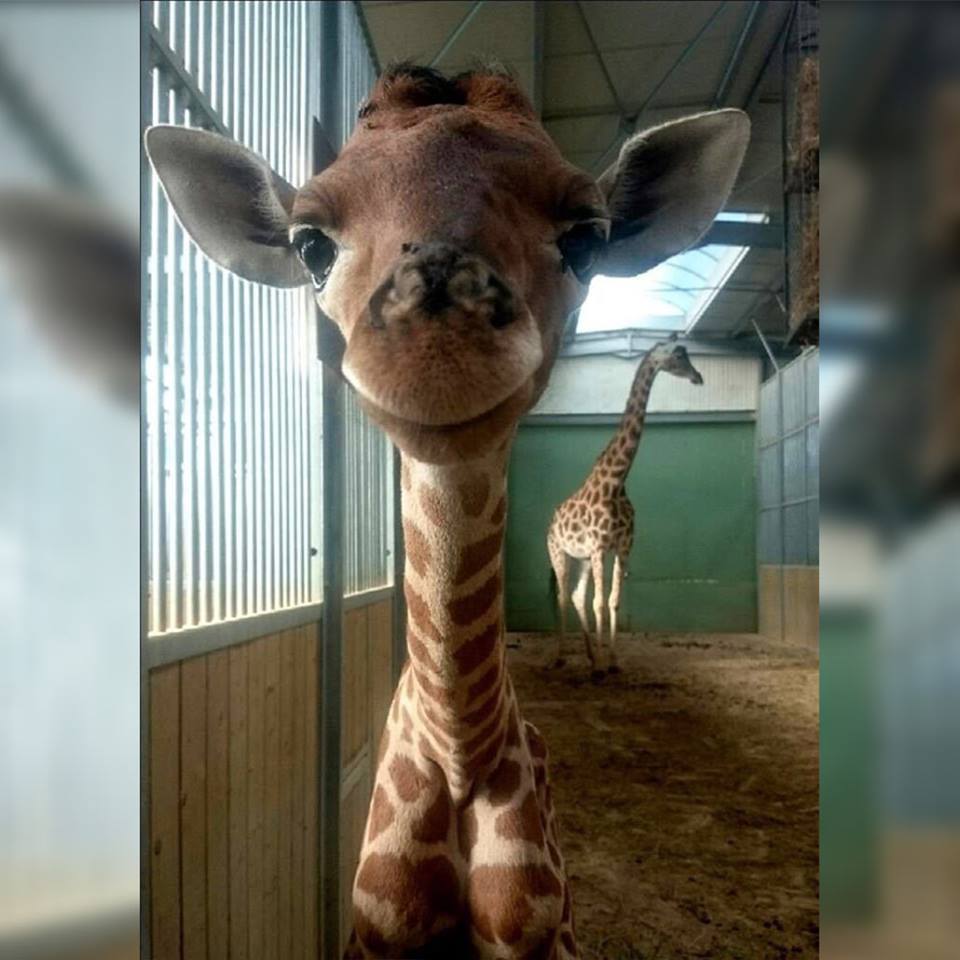 *Student raises hand

Me: I'll be there in a minute 

Student: Ok

*Student 15 seconds later: