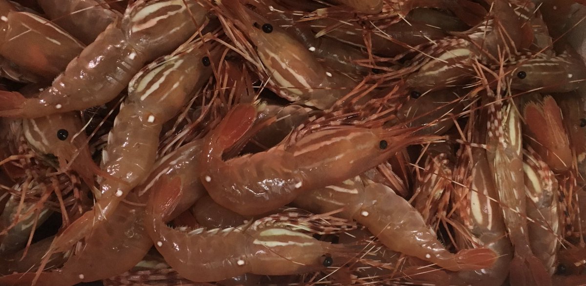 Wild & Live Seafoods tweet media