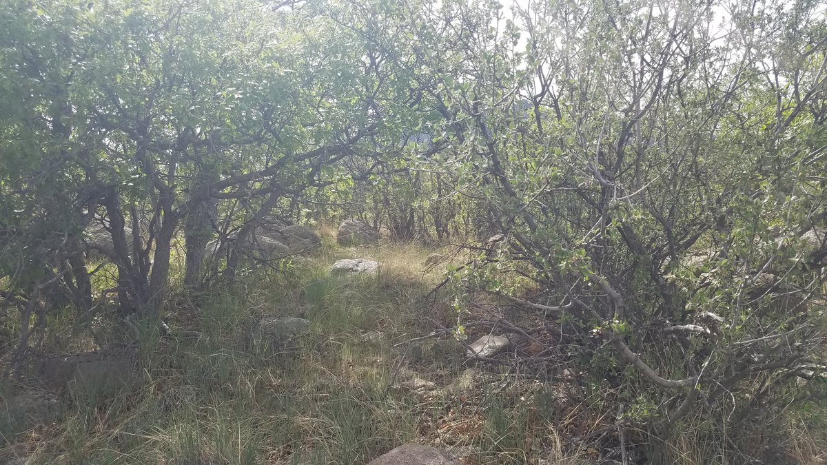 MMSandon's tweet photo. So long since I posted. Took my zero shoes out for a spin on Cheyenne Mountain. #xeroshoes https://t.co/364BarkDCg