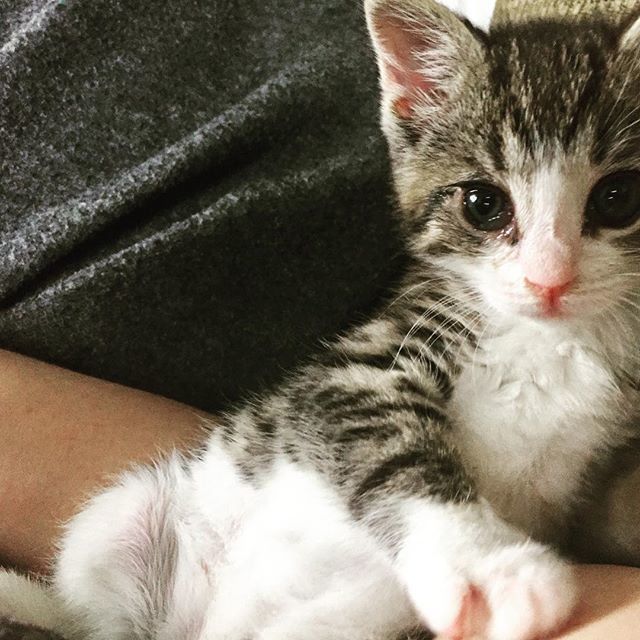 This week, he - had a respiratory emergency, had nebulizer treatments, back on antibiotics, learned to run, loves to run, still prefers a bottle to big cat food. 
#fosterkittensofinstagram #catsofinstagram #catintraining #adoptdontshop