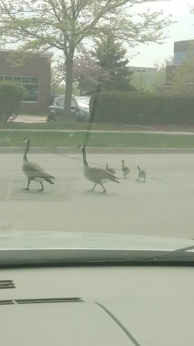 HealthConnectTV's tweet photo. This is what traffic was like yesterday. Look both ways before crossing! https://t.co/3UG2Zm5WPb
