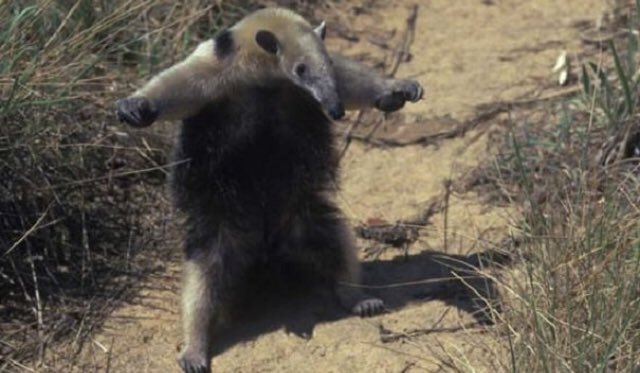 T-Pose Anteater Tamandua T Pose 😱 #wildlife 