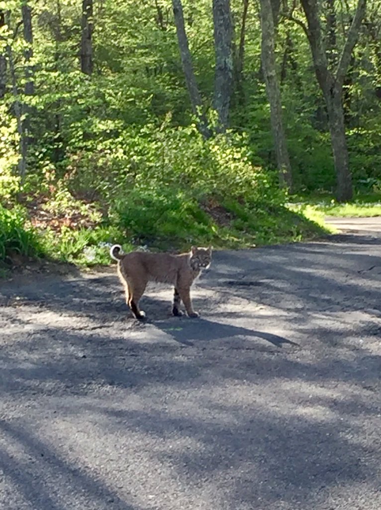SueBrigandi's tweet photo. We already have two @BaconAcademy Bobcats living in this house. We don’t need another. Move along... 😳 https://t.co/W9cqsc4DXk