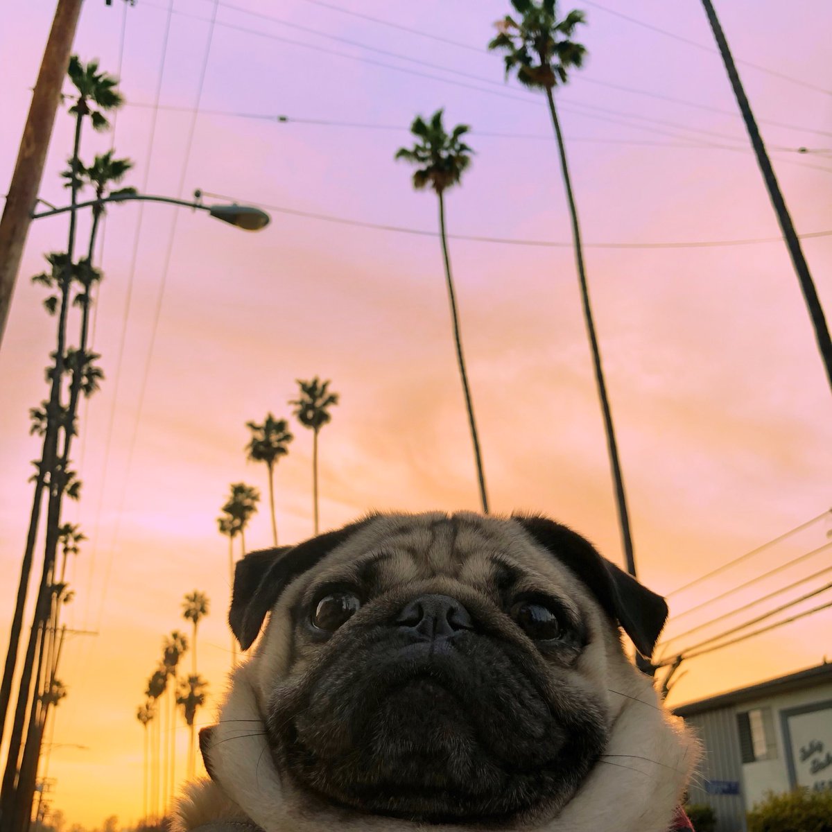 They thought the sunset was pretty but I’m prettier