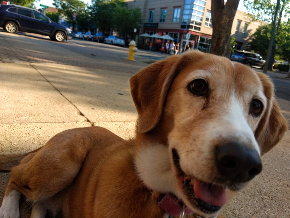 Paintbrush_Tail's tweet photo. Do I get the things from the butcher shop? Pls?
#curiousface #eagereyes #smells #excitement #errands
ππ
@dogcelebration
@dogluvas @dogandpuplovers @IngloriousDogs @puppy_snuggles @TheDaiIyPuppy @AnimalsGalore https://t.co/aBNIGFurtq
