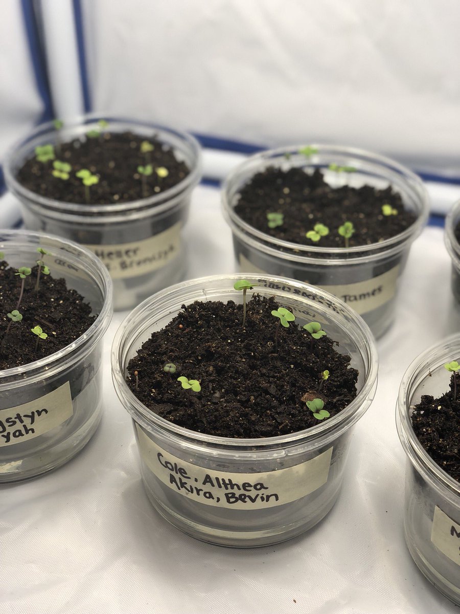 MTL_DynamicDuo's tweet photo. Plant progress! Students are loving this science unit. Amazed how quickly the seeds sprouted 👏🏼 @fastplants #ngss https://t.co/uiFAzgtlJR