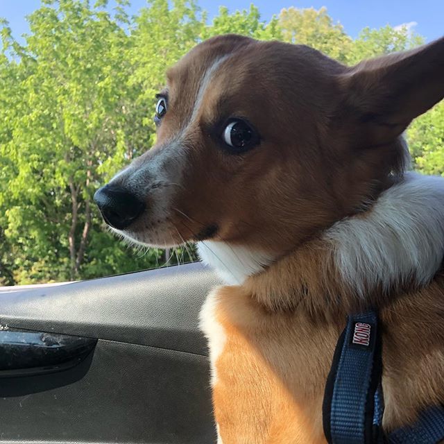 StevenNease's tweet photo. Dog seatbelt + harness means windows will be down on ALL summer.
#dogroadtrips #bestroadtrips #corgination #notsosureaboutthis https://t.co/rqqLmGylcA