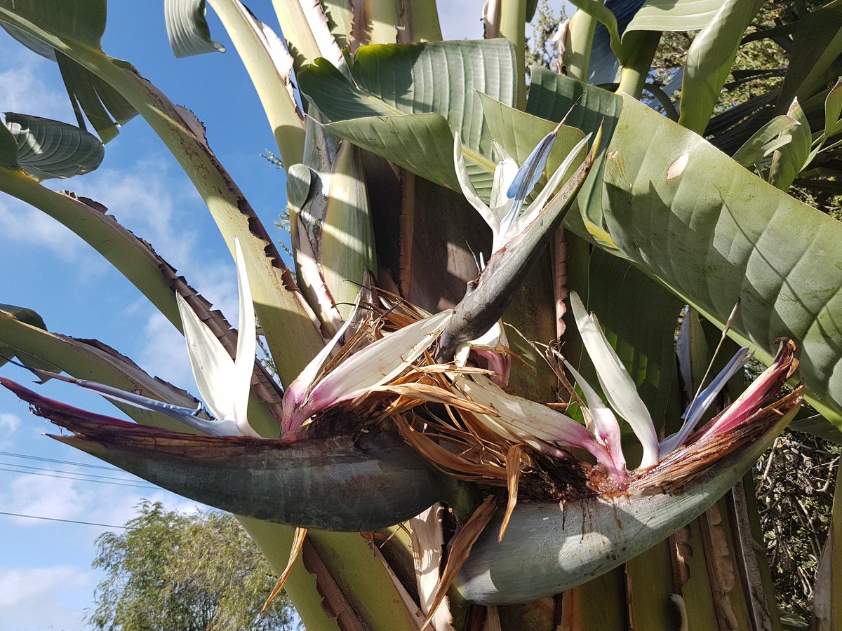 robbiepoet's tweet photo. Our front garden --nectar for the birds --black bird of paradise https://t.co/OLC0pAzjcC
