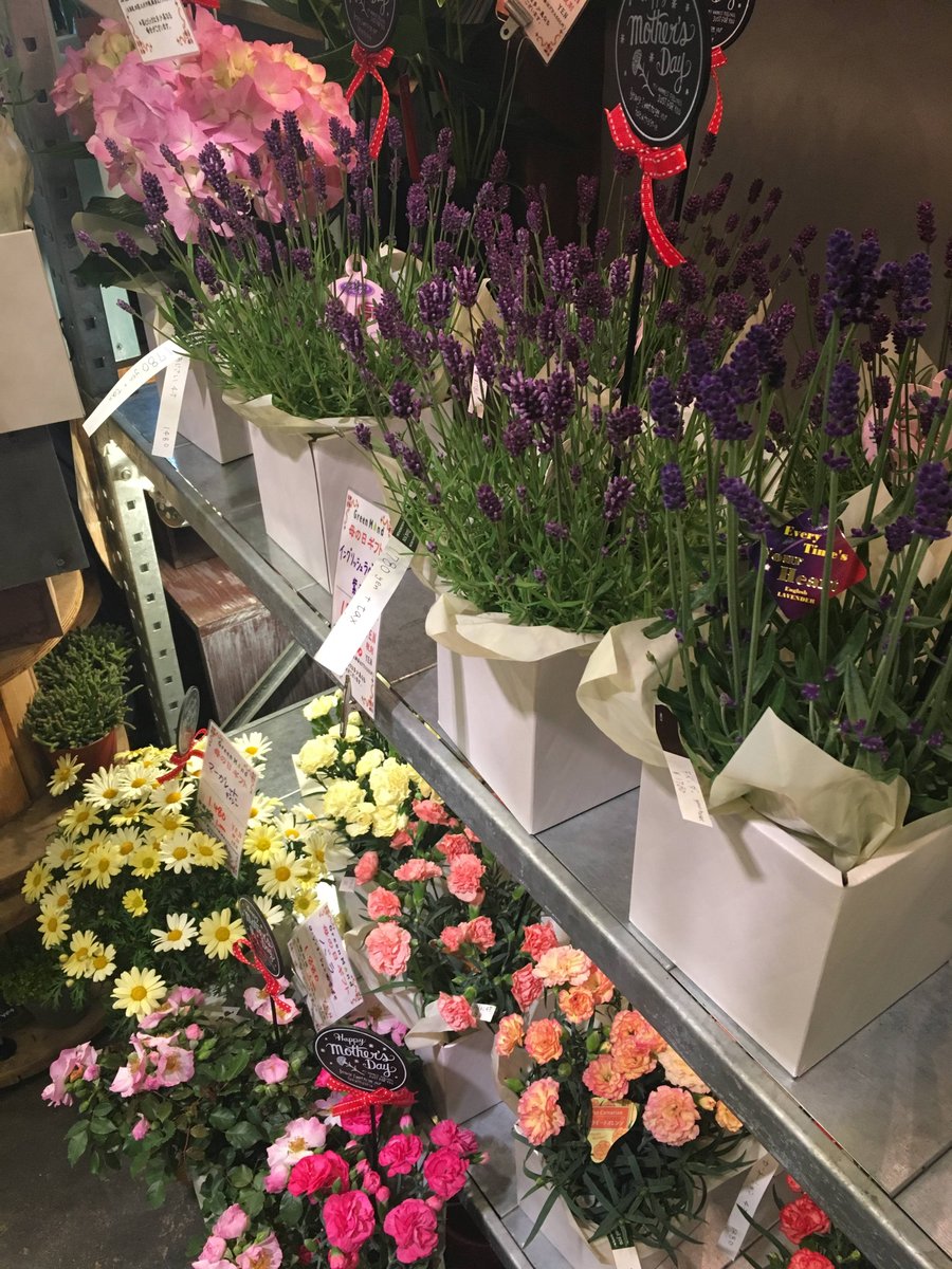 花と緑のお店 Greenmind おはようございます 日ごろの感謝を花で伝えましょう ふとしたときに返しておきたいものですよね 発送も承りますのでお気軽に 母の日 カーネーション 発送も承ります 千歳船橋 祖師ヶ谷大蔵 成城学園前
