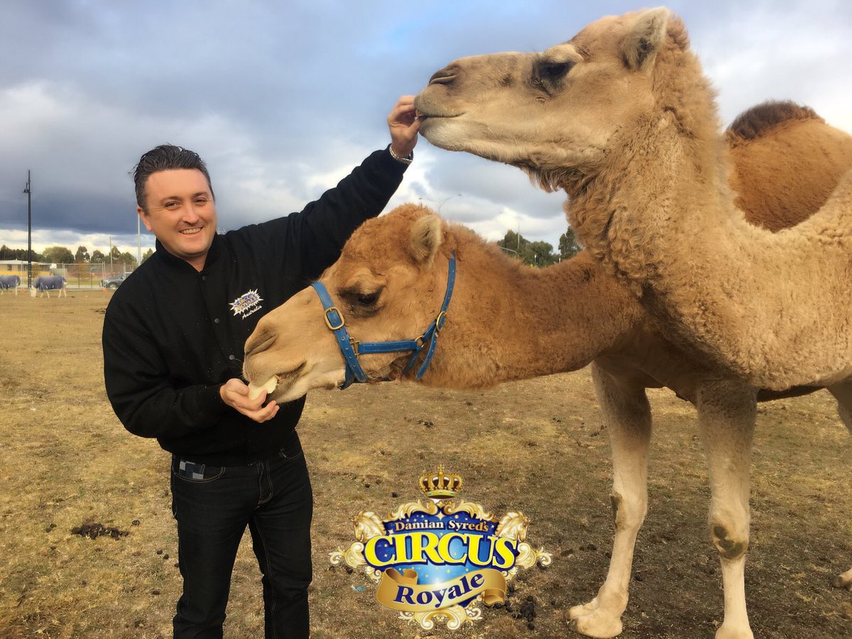 RoyaleAnimals's tweet photo. Our #camels Moses and Omar getting a post training treat. 🐪❤️
.
.
#circusroyale #circus #circusroyaleanimals #circusroyaleanimalfamily #realcircusanimals #circuseverydamnday #circusanimal #circuslife #circusanimals #circusaroundtheworld #animalsofinstagram #petsofinstagram https://t.co/FSPwr3Tc25