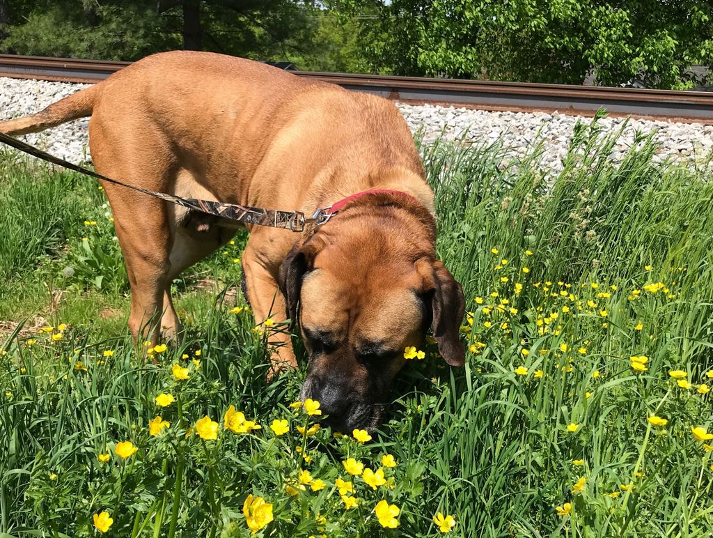 Angus loves sniffing flowers! #mastiff #flowers #bigdog #instagramdogs #dogoftheday #nashvilledogs #dogsofinstagram #dogsoftwitter