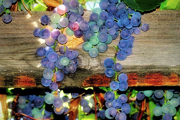 New artwork for sale! - "Grapes on the Vine" - fineartamerica.com/featured/grape… @fineartamerica