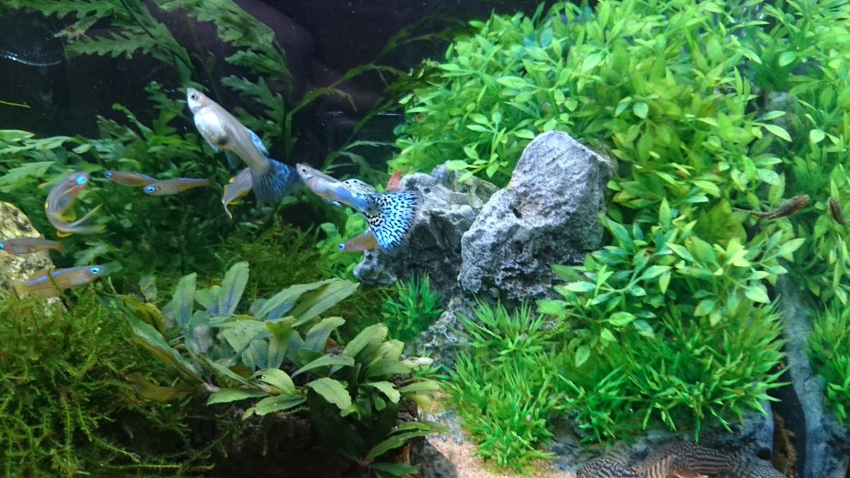 かあまん モザイク気味ブルーグラス 早速稚魚が産まれてる 一日中オスがメスを追いかけ回してるから そのうち赤ちゃん産まれるだろうとは思ってたけど予想以上に早かったw 期間的に仕込まれたのは家に来る前だから パパグッピーはコイツじゃない可能性