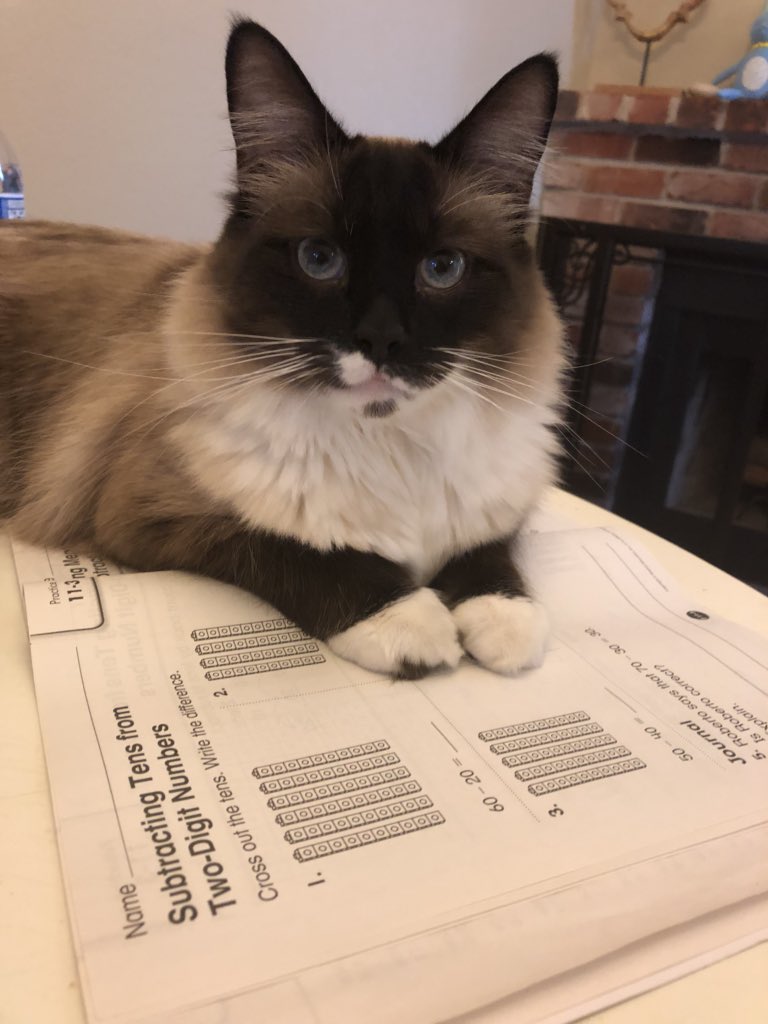 Eveldick On Twitter I Love Long Haired Cats But Hate The Upkeep