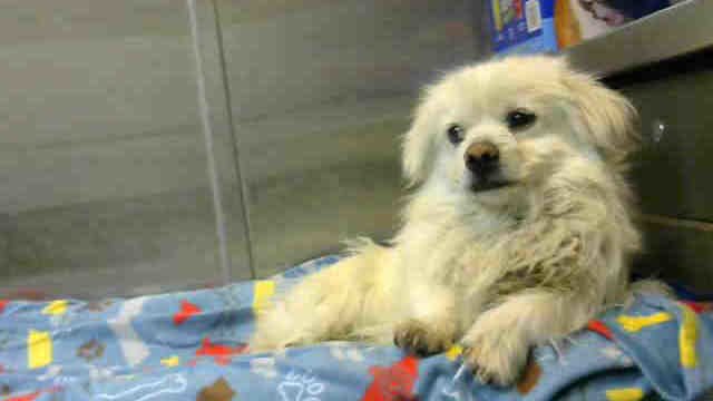 GoLLLion's tweet photo. #DEVORE, #CA 2018-05-11  CODE RED - #California 8 #DOGS ON THE EUTH LIST!!! (Mom &amp; Puppies still there) https://t.co/NHNub1lynu  via @ChangeFrance https://t.co/dbGPfkblUM