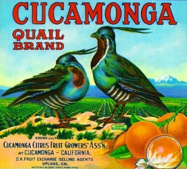 brooding_squid's tweet image. Cucamonga of Upland.... #broodingsquid