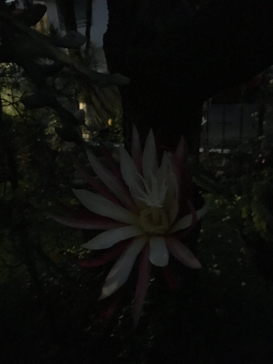 Praline3p985's tweet photo. La reina de la noche (Selenicereus anthonyanu) #fishbonecactus #zigzagcactus #cactusdesanantonio https://t.co/ZZaKIxX4nI