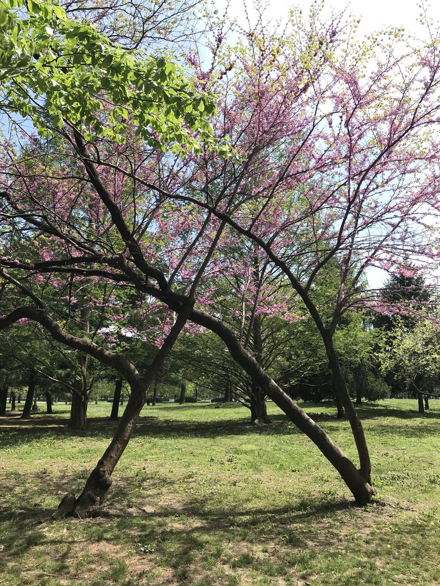 WochTheGAP's tweet photo. Flushing in Bloom.
#BlueSky #CherryBlossoms #Flowers #Flushing #FlushingMeadows #LongIsland #May #Nature #NY #NewYork #Park #Photography #Plants #Queens #Sky #Spring #Trees #2018 https://t.co/AtRfXsaFHL